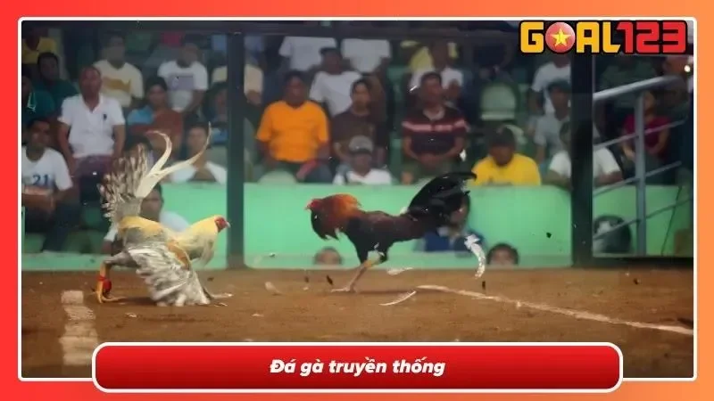 Đá gà truyền thống cực kỳ hấp dẫn